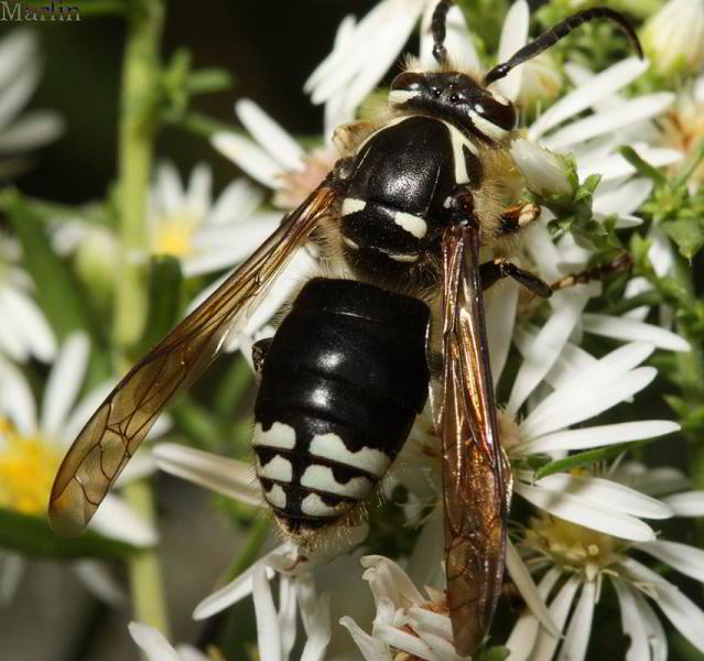 bald faced hornet on a flower